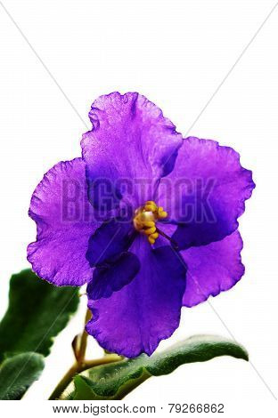 Violet on a white background