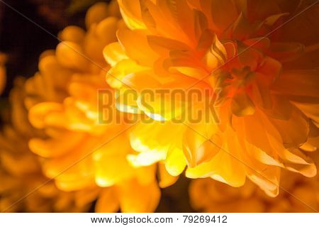 Flower With Light