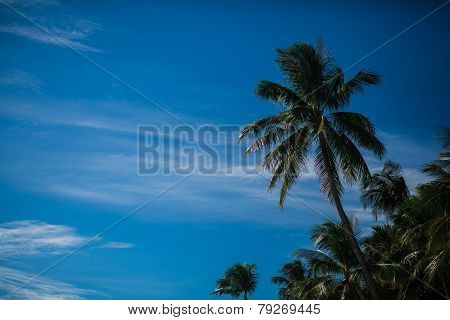 Palm leafs
