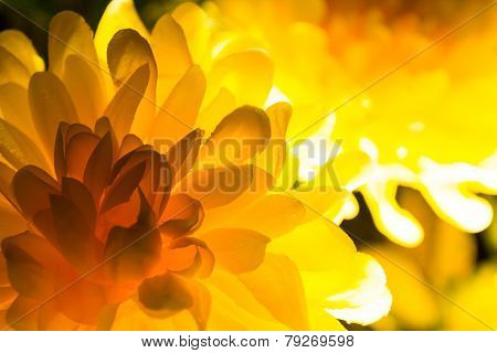 Flower With Light