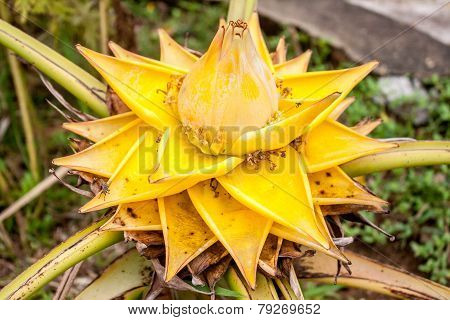 banana blossom