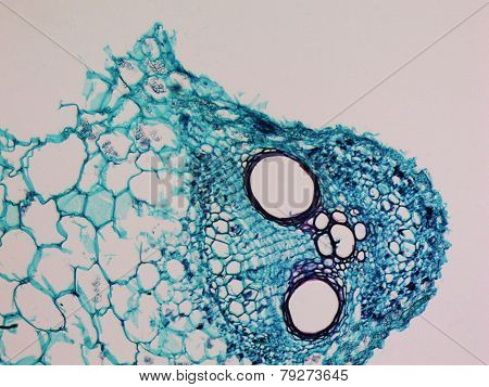 Cucurbita Stem Micrograph