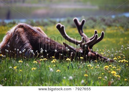 Elk v klidu