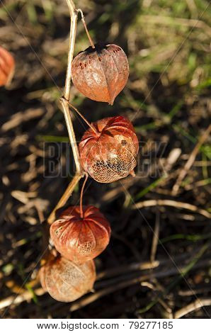 Bladder Cherry