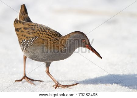 Water rail (Rallus aquaticus) in the snow