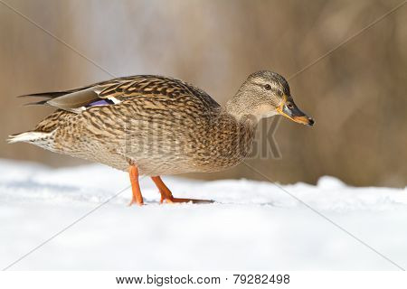 Mallard in the snow