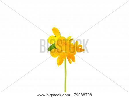 Birds-foot-trefoil (lotus Corniculatus)