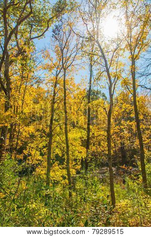 Autumn Forest.