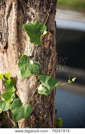 Ivy Gourd