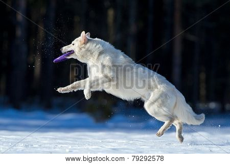 Swiss Shepherd in winter, playing with frisbee.