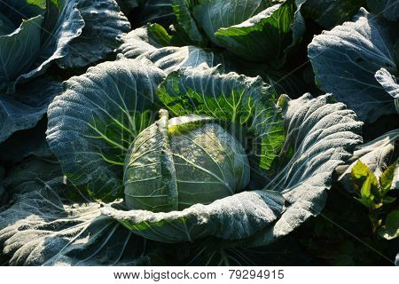 Cabbage
