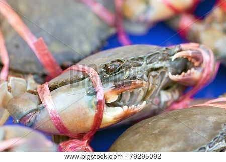 Raw Crab On Shelf.