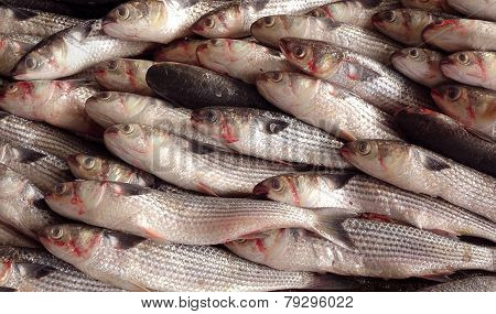 Grey Mullet Fish For Sale At The Fishmarket