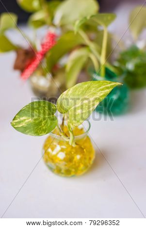 Epipremnum Aureum