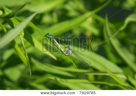 Motýlice východní Forktail