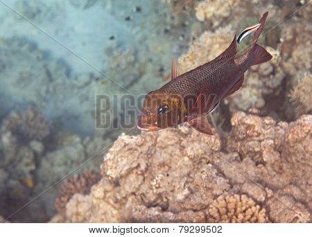 Humpnose big-eye bream