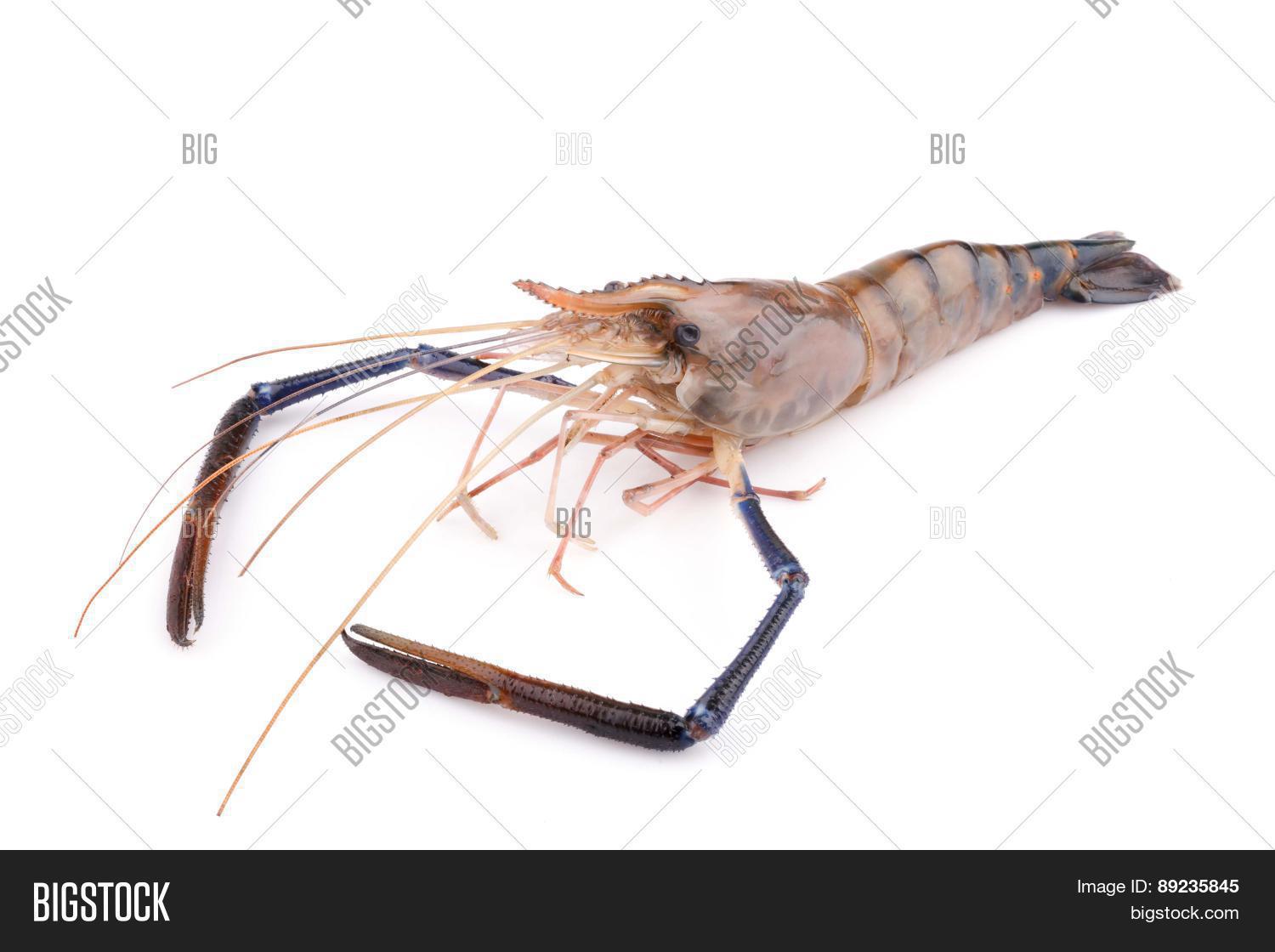 Giant Freshwater Prawn Image & Photo (Free Trial) Bigstock