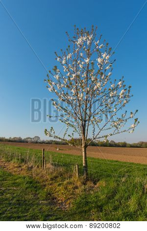 Tree in bloom