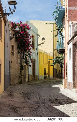 Narrow Street Flowered