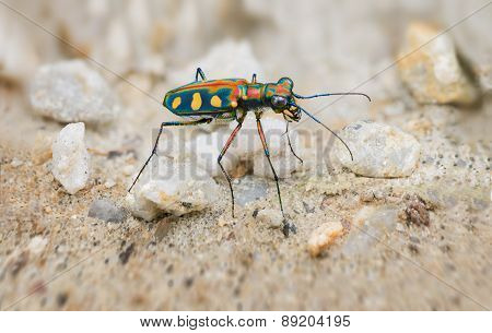 Extreme Closeup Of A Brightly Colored Tiger Beetle In The Wild