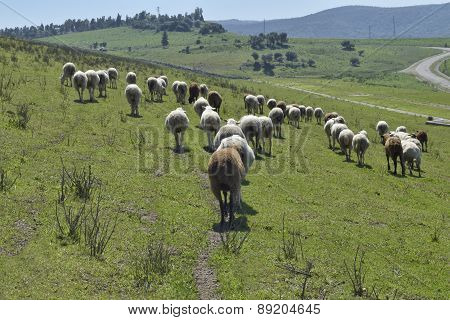 Follow The Leader