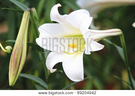 Taiwan Lily and bud