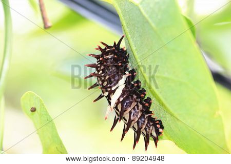 Larva of Heng-chun birdwing butterfly