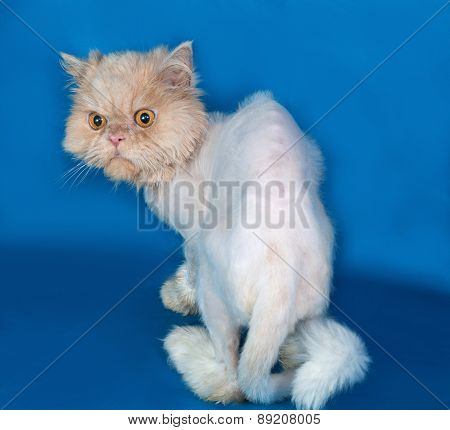 Persian Bobbed Cat Sitting On Blue