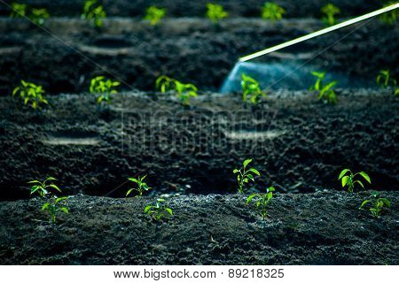 insecticides spraying