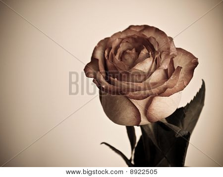 rosa