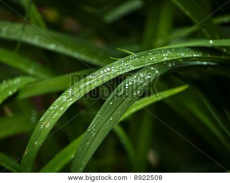 erba verde