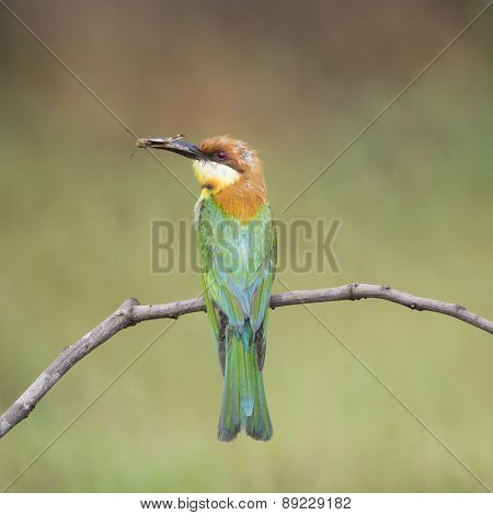 Chestnut-headed Bee-eater