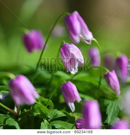 Purple Flowers