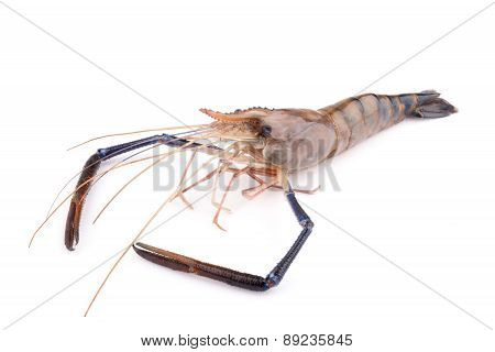 Giant freshwater prawn, Fresh shrimp isolate on white background