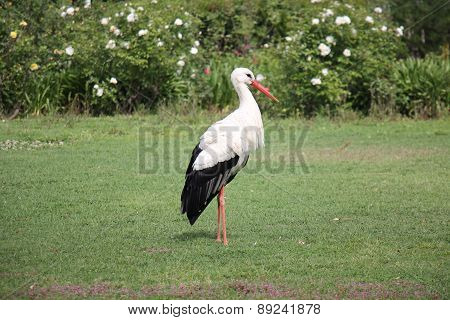 stork