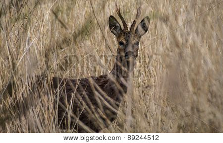 Deer