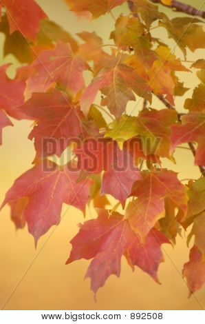 Foglie di autunno