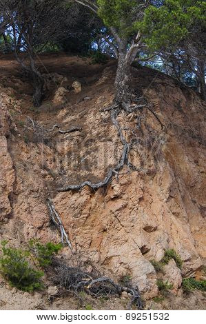 long pine roots
