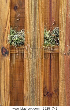 Two Air Plants Growing On Wooden Fence