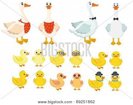 Ducks and ducklings