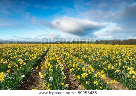 Daffodil Fields