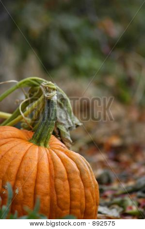 Pumpkin
