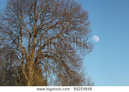 Tree and moon