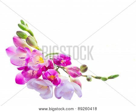 freesia  flowers