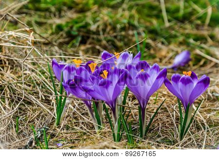 Wild Crocus  Blooming In  The First Sun Rays In Spring