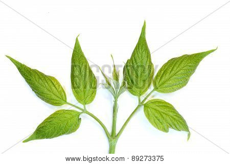 Young Leaves Tree On White