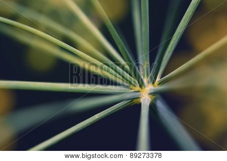 Abstract Inflorescence Dill Close-up