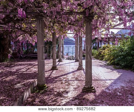 Beautiful front yard with pillars and wisteria flowers
