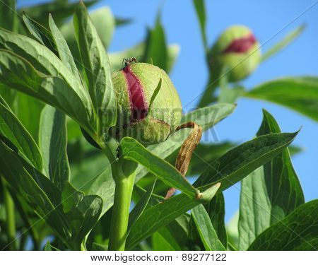 Unfurling Peony Bud