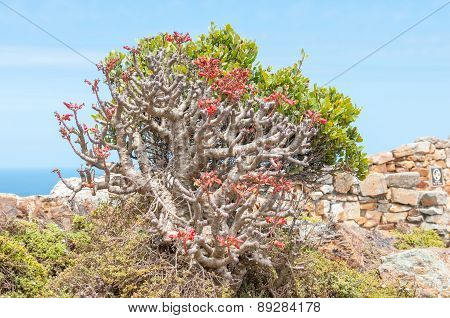 Flowers Of A Botterboom Or Butter Tree, Tylecodon Paniculatus